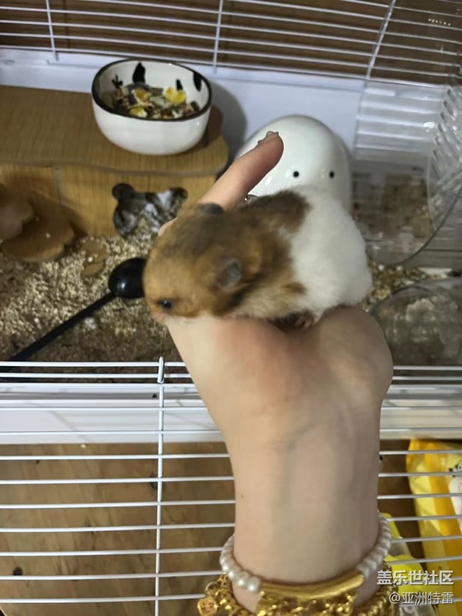 【萌萌的宠物】