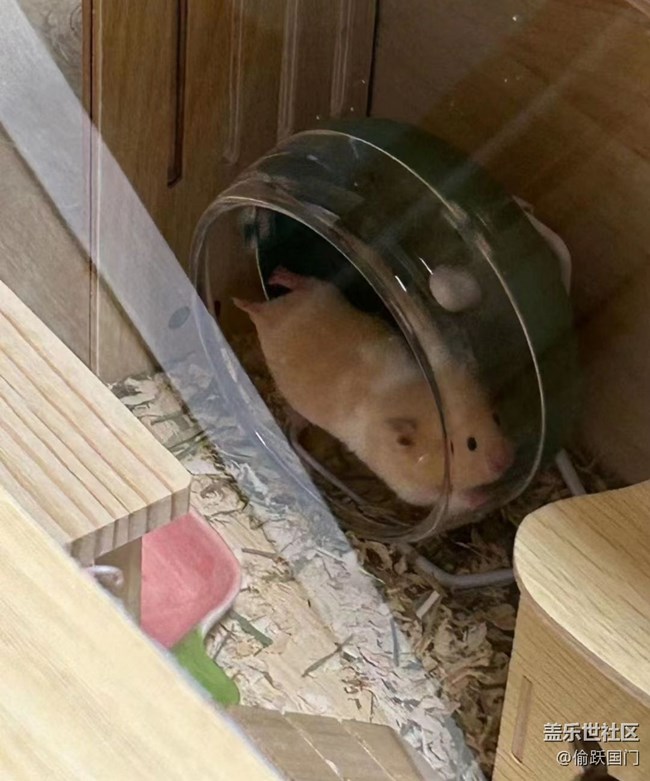 【萌萌的宠物】鼠鼠