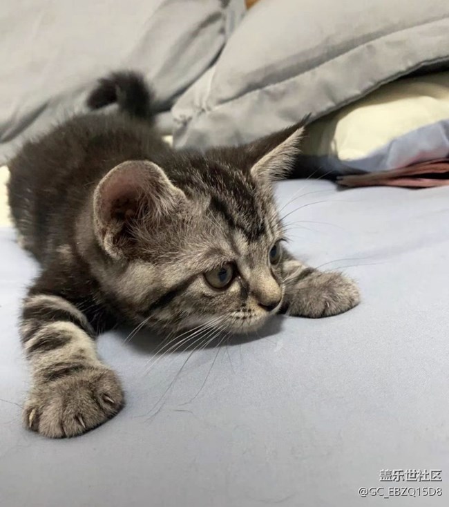 【萌萌的宠物】戏猫