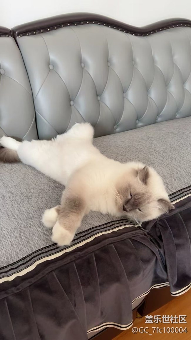 【萌萌的宠物】午睡的猫