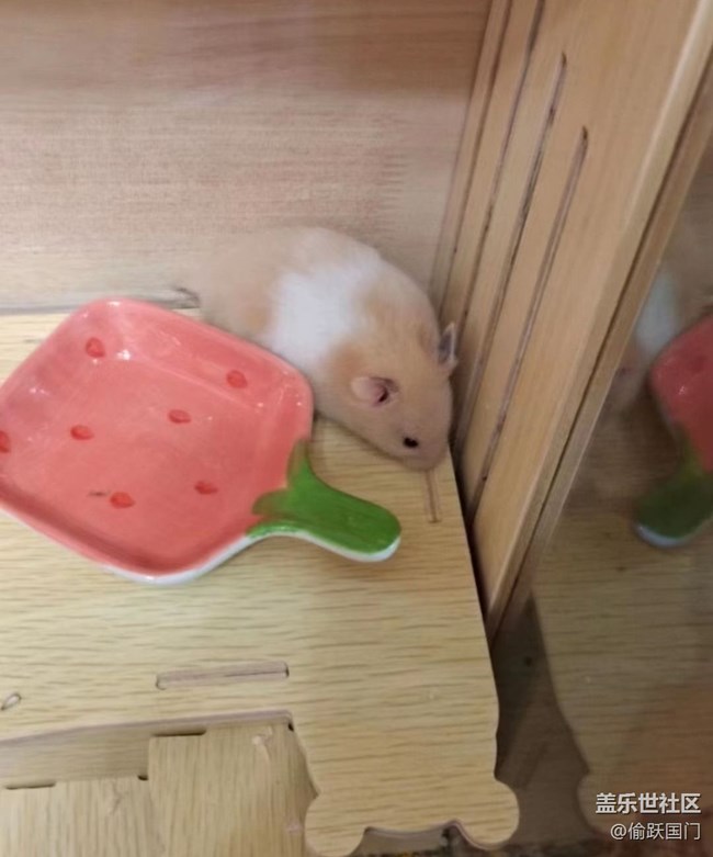 【萌萌的宠物】鼠鼠