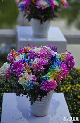 【金秋时节】七彩炫菊：我真的不是假的