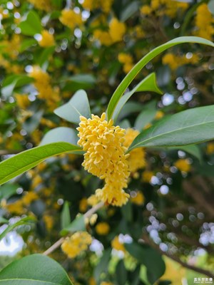 【金秋时节】+秋天随拍