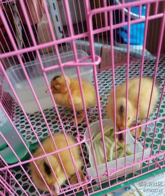 【萌萌的宠物】小鸭子