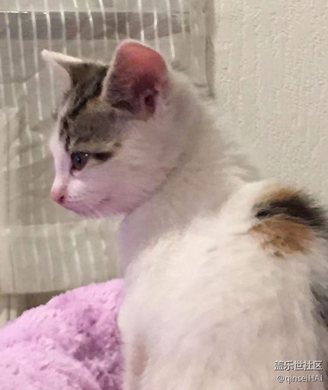 【萌萌的宠物】小小猫