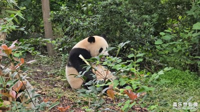 随手拍
