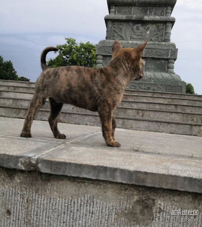 【萌萌的宠物】小狗子