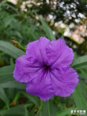 【金秋时节】+秋天的花