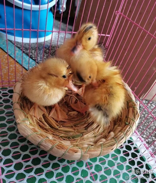 【萌萌的宠物】小鸭子