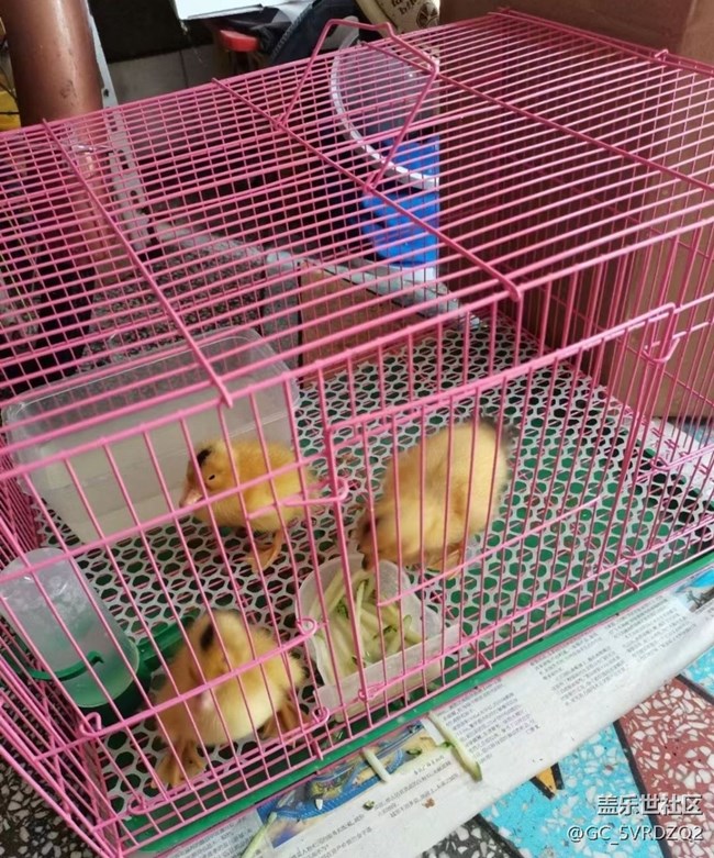 【萌萌的宠物】小鸭子