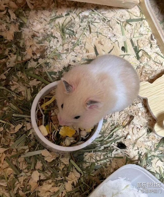 【萌萌的宠物】鼠鼠