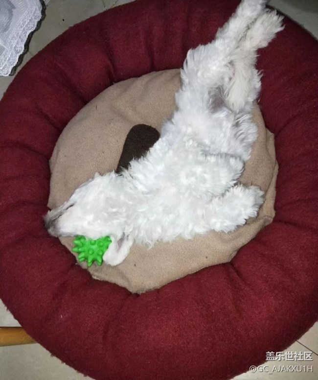 【萌萌的宠物】狗狗