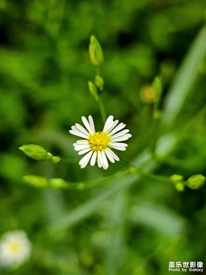 【金秋时节】+午后随拍