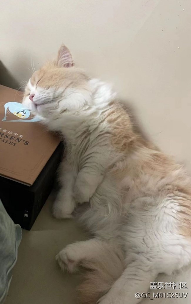【萌萌的宠物】波斯猫