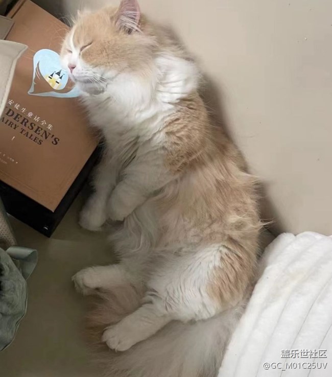 【萌萌的宠物】波斯猫