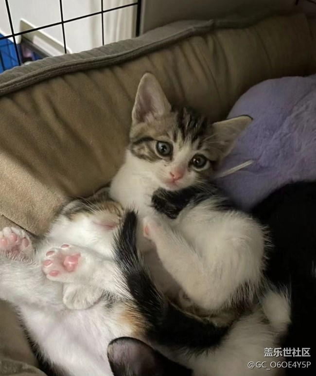【萌萌的宠物】一窝小猫