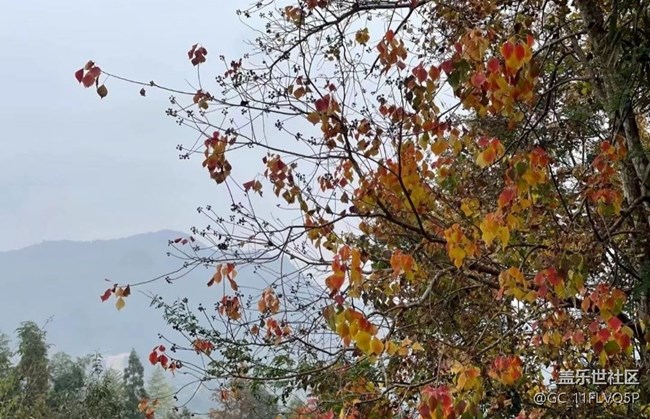 【最美秋色醉人心】美景