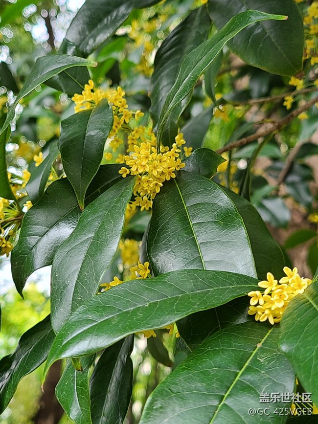 【五颜六色的秋天】满园秋色