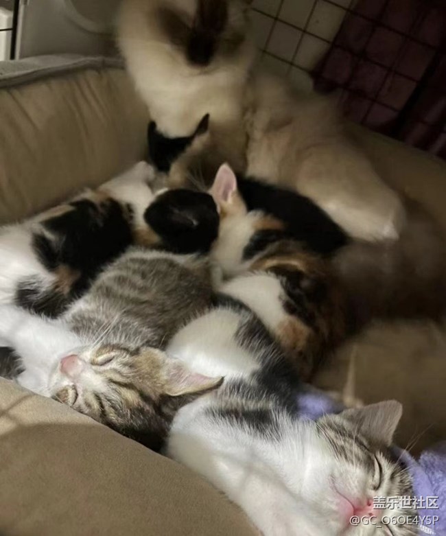 【萌萌的宠物】一窝小猫