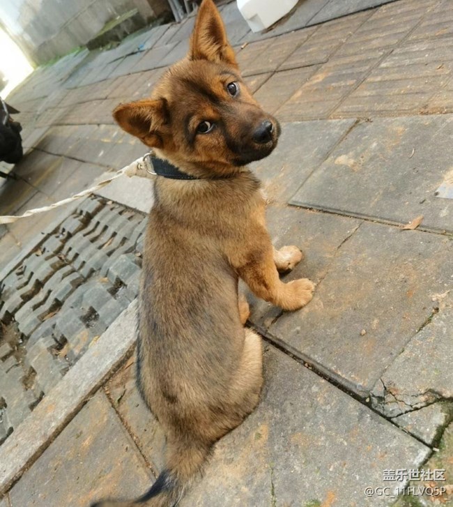 【萌萌的宠物】小狼狗