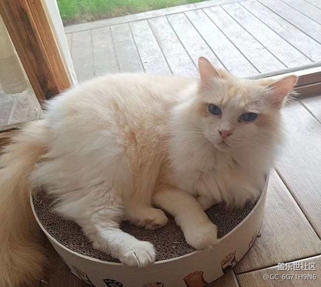 【萌萌的宠物】猫咖