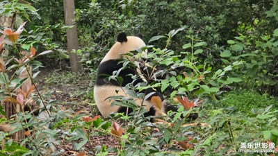 随手拍