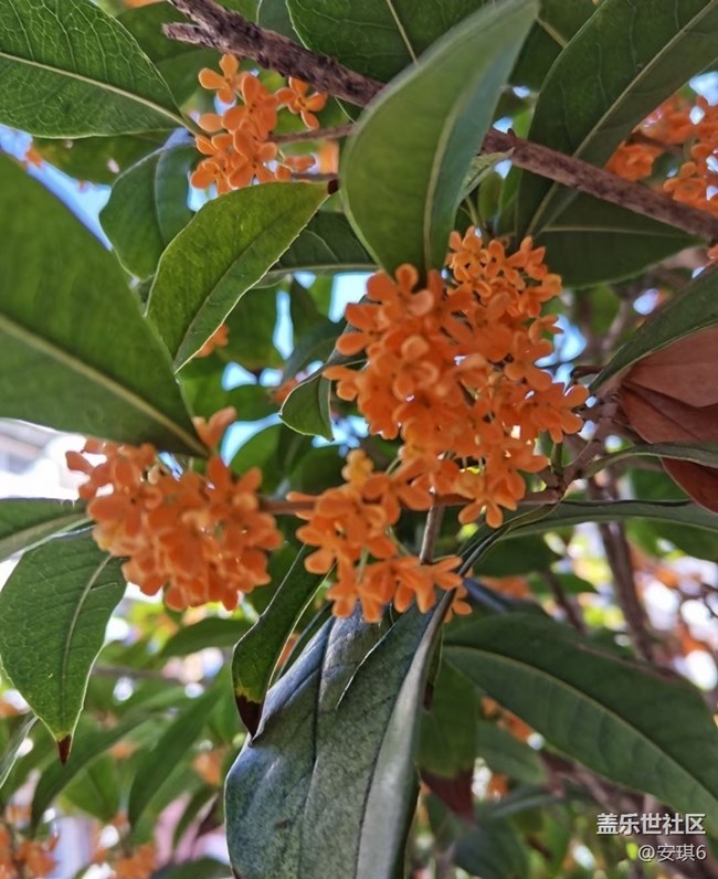 【最美秋色醉人心】赏花季