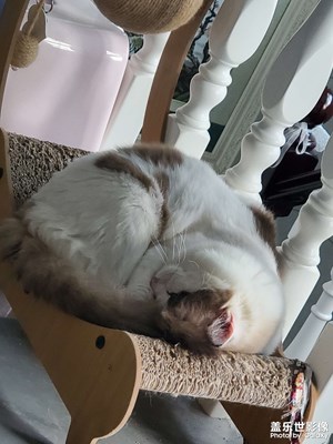 猫咪日常