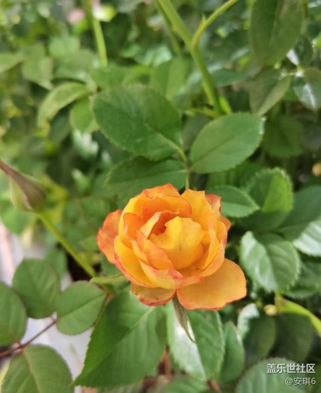 【最美秋色醉人心】赏花季