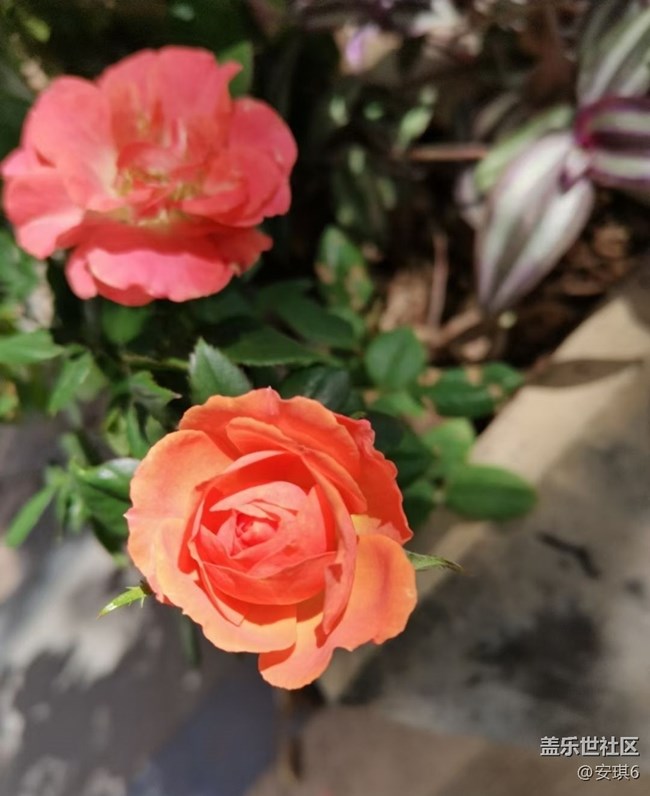 【最美秋色醉人心】赏花季