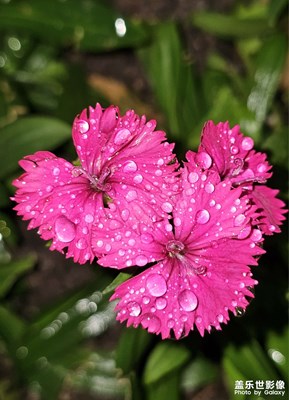 【静美时分】+石竹花