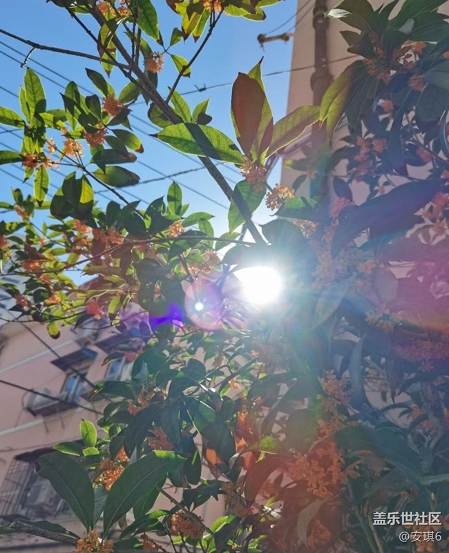 【最美秋色醉人心】赏花季