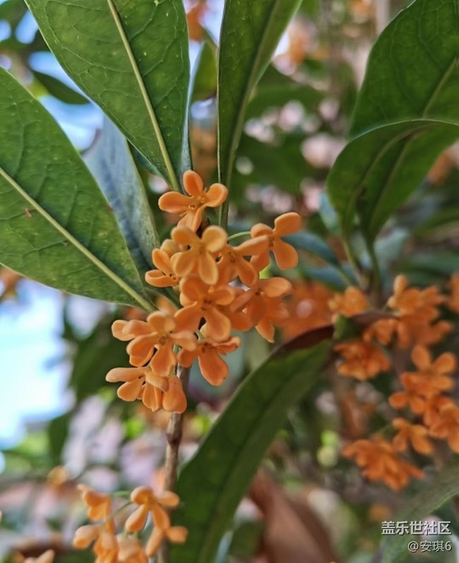【最美秋色醉人心】赏花季