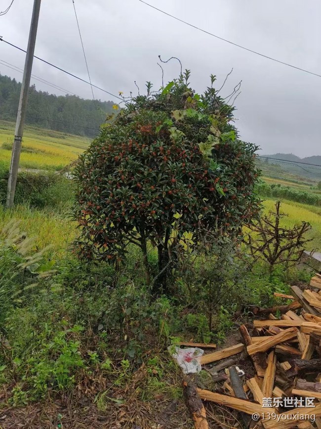 【最美秋色醉人心】桂花开