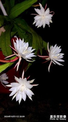 【静美时分】+ 昙花一现