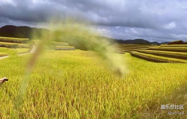 【与国同庆】稻香