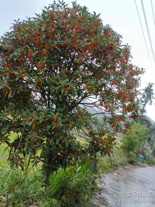 【最美秋色醉人心】桂花开