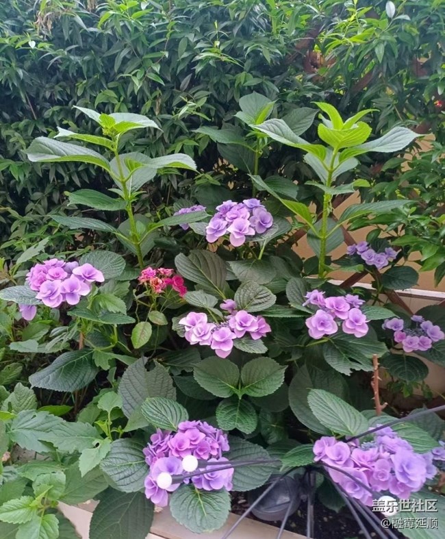 【最美秋色醉人心】秋季的花