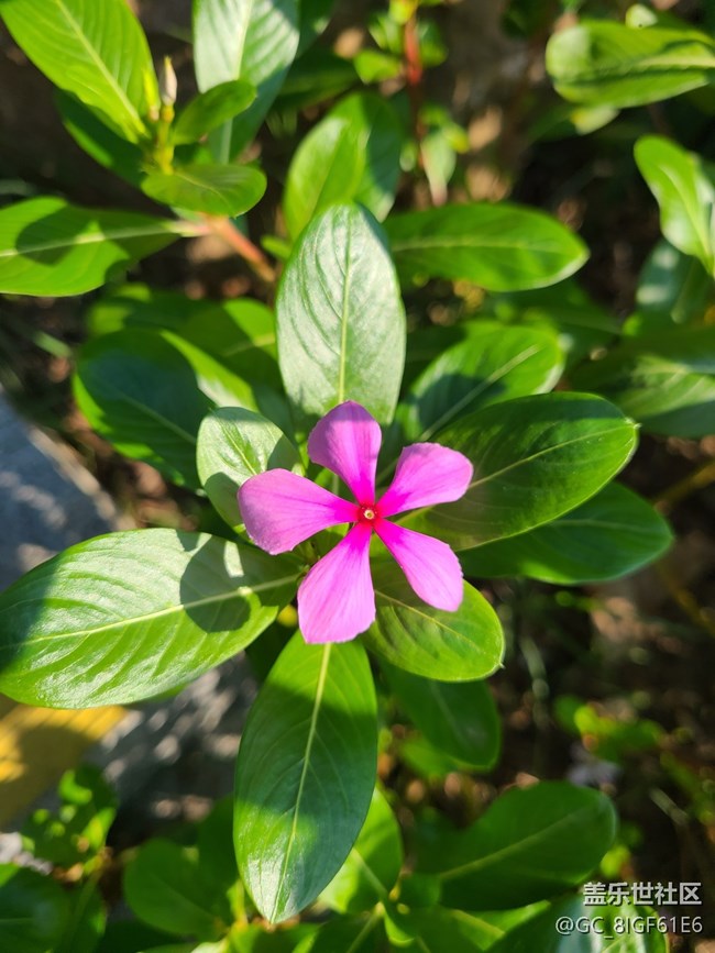 【五颜六色的秋天】彩色秋天