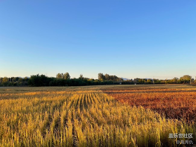 【金秋色彩】路边