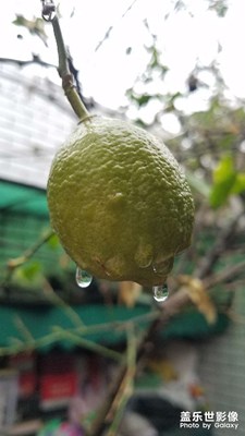 【静美时分】S七惊喜