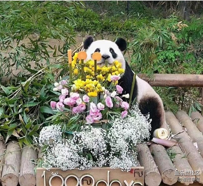 【留存的照片】熊猫