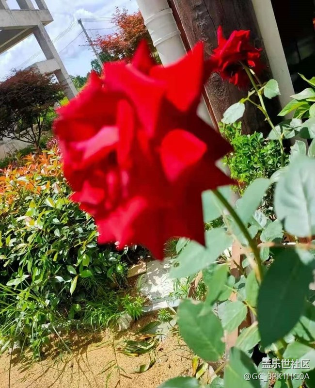 【留存的照片】玫瑰