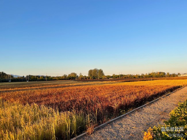 【金秋色彩】路边