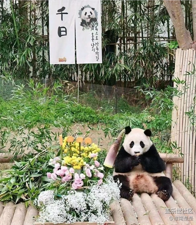 【留存的照片】熊猫