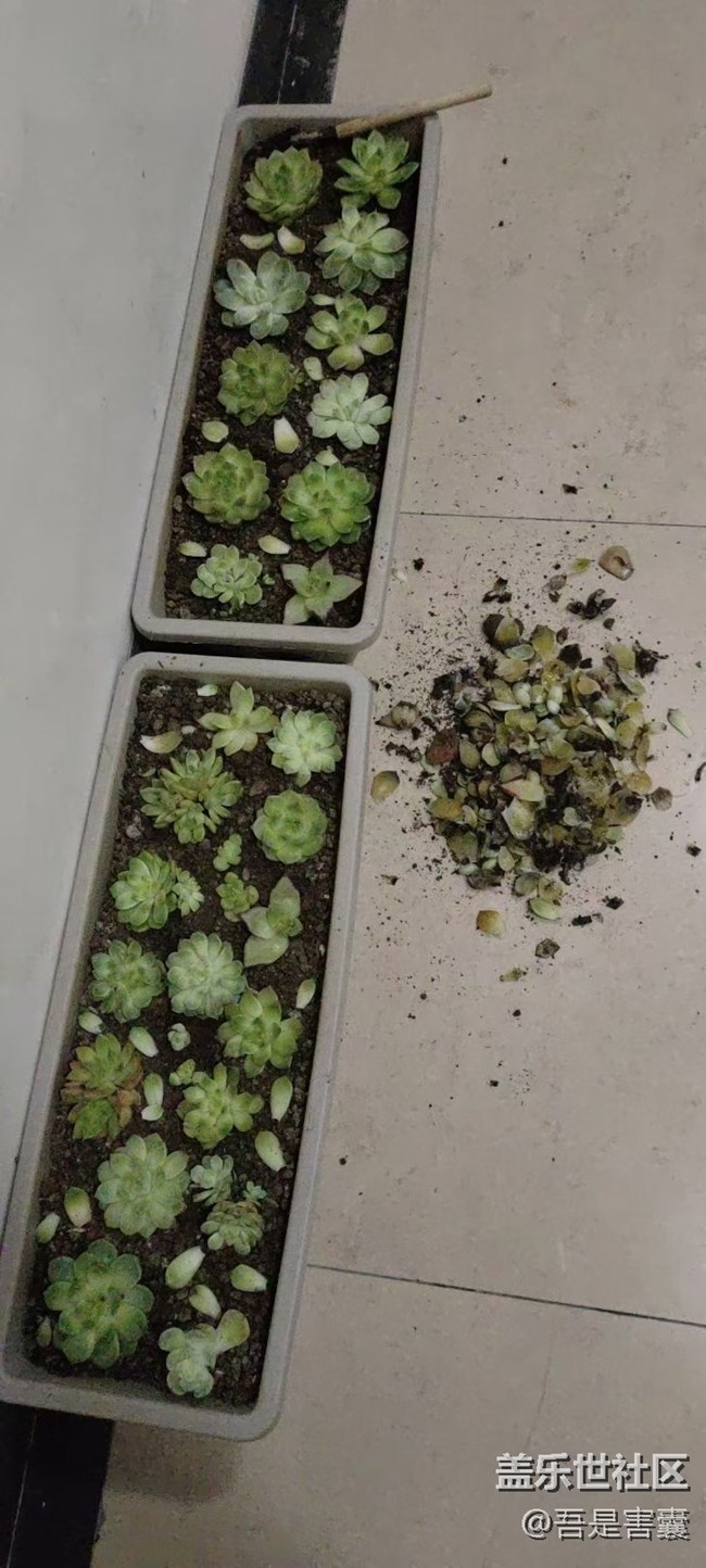 【留存的照片】种花