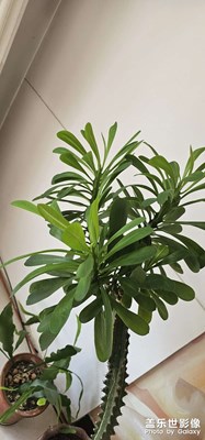 【静美时分】+绿植好心情