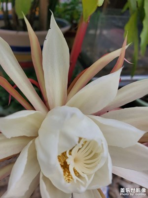 昙花