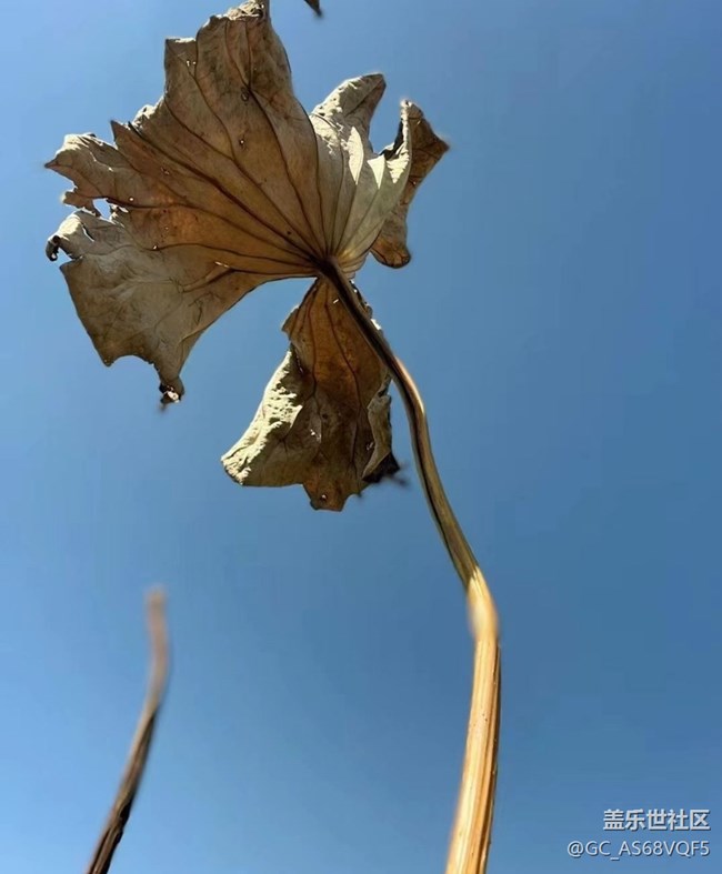 【与国同庆】残荷