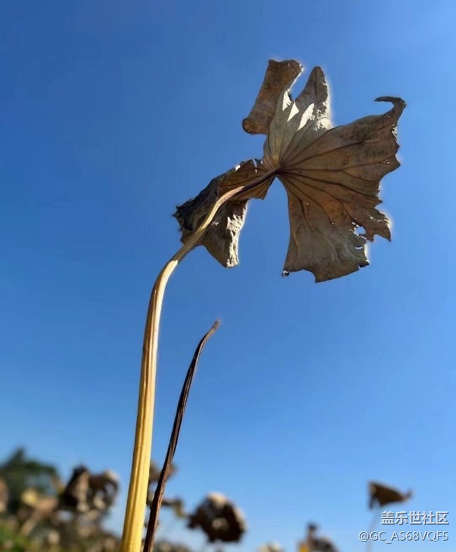 【与国同庆】残荷